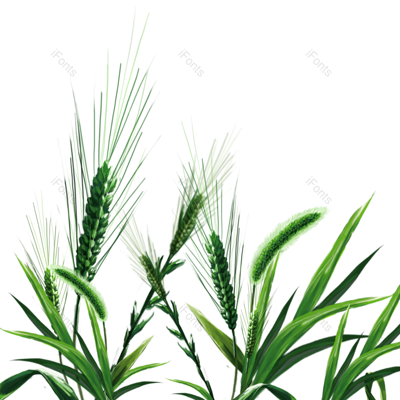芒种图片,小满元素,麦子PNG,麦穗免抠素材